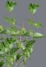 Jasminum nervosum