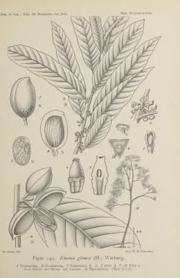 Knema glauca