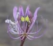 Cleome hirta