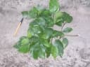 Ficus exasperata