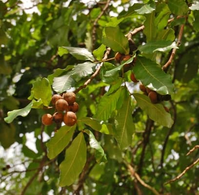 Schleichera oleosa