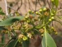 Lophostemon suaveolens