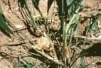 Evodianthus funifer