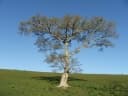 Ficus cestrifolia