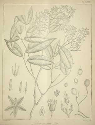 Dialium ovoideum