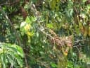 Senna surattensis