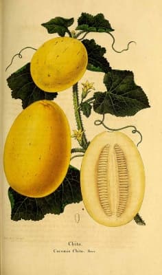 Cucumis melo chito