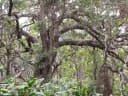 Acacia koa