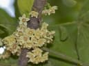 Trichilia havanensis
