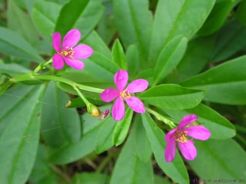 Talinum portulacifolium
