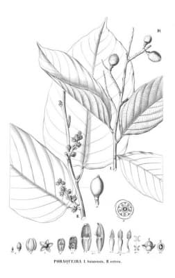 Poraqueiba sericea