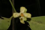 Garcinia epunctata