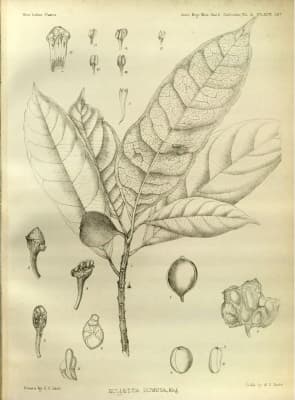 Hullettia dumosa