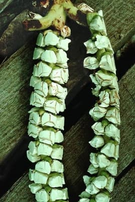 Socratea rostrata