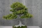 Ficus neriifolia
