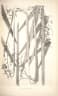 Calamus longispathus