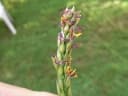 Stenotaphrum secundatum