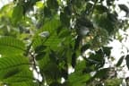 Licania splendens