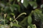 Antidesma cuspidatum