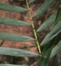 Calamus godefroyi