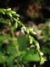 Persicaria hydropiper