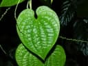 Dioscorea polygonoides