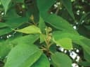 Premna tomentosa