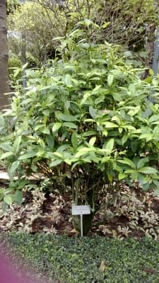 Pavetta indica