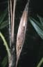 Daemonorops jenkinsiana