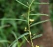 Chamaecrista mimosoides