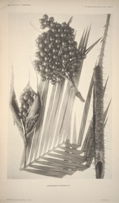 Daemonorops trichroa