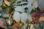Diospyros montana