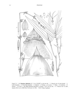 Bambusa gibboides