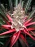 Bromelia antiacantha