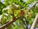 Sterculia setigera