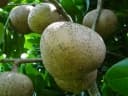 Mammea africana