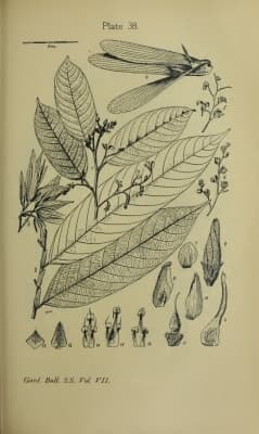 Shorea lepidota