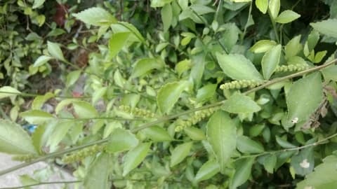 Acalypha siamensis