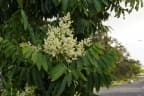 Flindersia schottiana