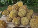 Durio zibethinus