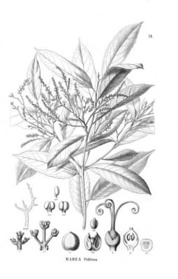 Mabea pohliana