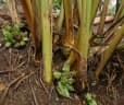 Amomum dealbatum