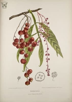 Lepisanthes alata