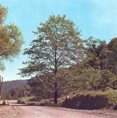Alnus jorullensis