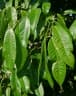 Bouea macrophylla