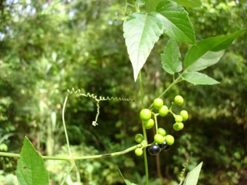 Cayratia gracilis