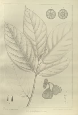 Ficus obpyramidata