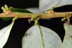 Glochidion acuminatum