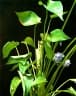 Monochoria vaginalis