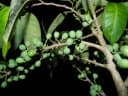 Pera arborea